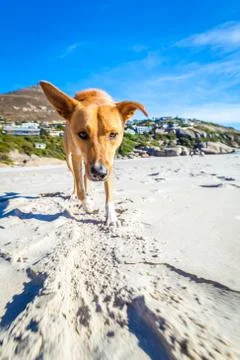 Dog playing at the beach Stock Photos