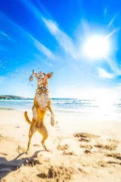 Dog playing at the beach Foto stock