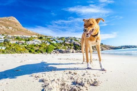 Dog playing at the beach Stock Photos