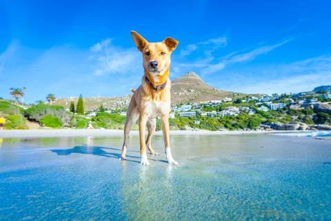Dog playing at the beach Stock-Fotos