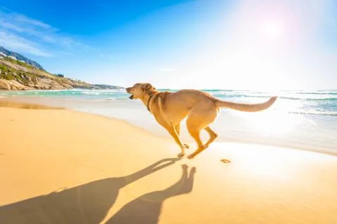 Dog playing at the beach Stock Photos