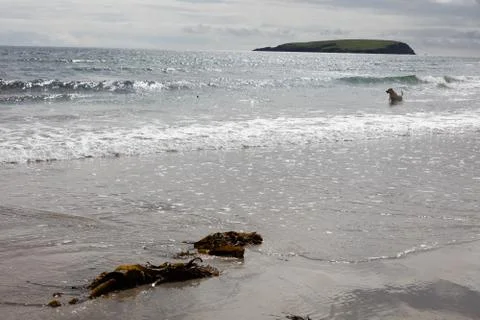 Dog playing at the beach Stock Photos