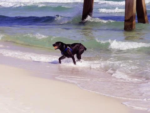 Dog playing at Beach Фото