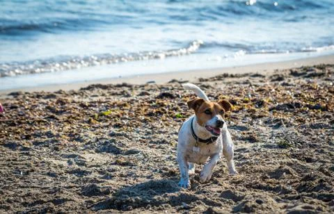 Dog playing on the beach Stock Photos