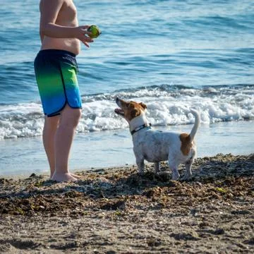 Dog playing on the beach Stock Photos