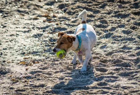 Dog playing on the beach Stock Photos