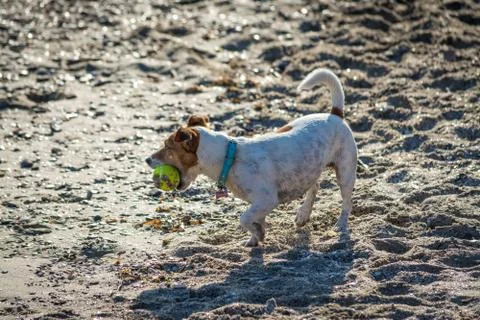 Dog playing on the beach Stock Photos