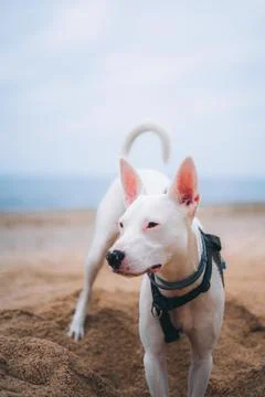 Dog playing at beach 写真素材