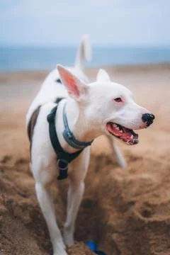 Dog playing at beach Stock Photos