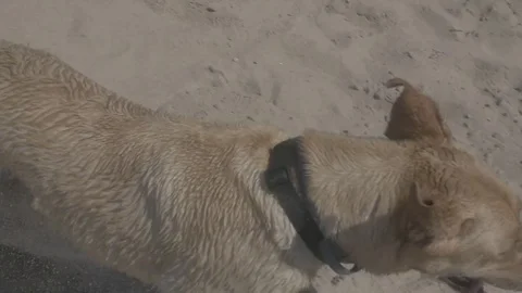 Dog Playing At Beach in Summer Stock Footage