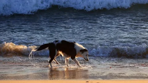 Dog playing on the beach at sunset Video stock 143177173