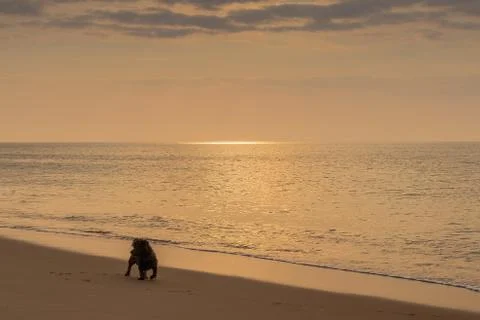 Dog playing on the beach with sunset. Stock Photos