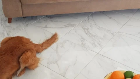 Dog playing with blanket on the floor Stock Footage 282728794