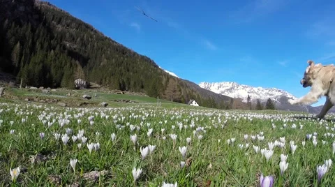 Dog playing in the blooming meadow Stock Footage 67603497