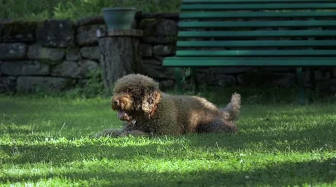 Dog playing with bone Stock Footage 40868148