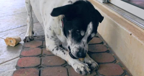 Dog playing with a bone Stock Footage 121389633