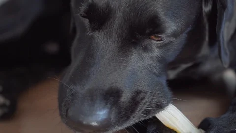 Dog is playing with the bone. funny black dog labrador retriever Stock Footage 106061195