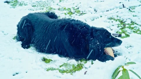 Dog Playing with Bone in the Snow Видео 133687015