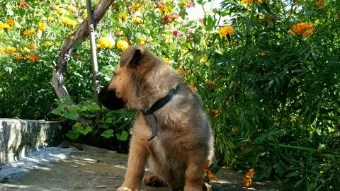 Dog playing with boot Stock Footage 98152234