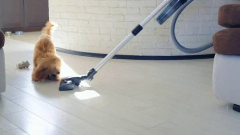 Dog playing with a brush of a working vacuum cleaner. Stock-Footage 82035438