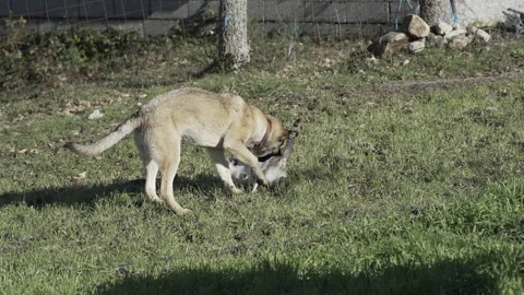 Dog playing with cat on the grass Stock Footage 237337489