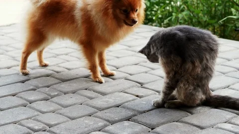 Dog playing with a cat. Spitz barks on cat, funny animals Stock Footage 118439931