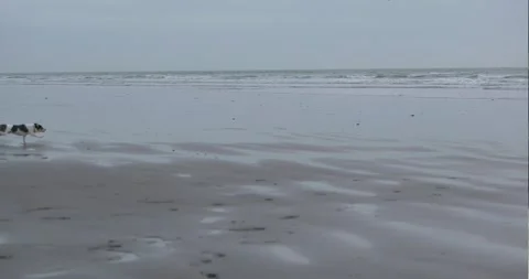 Dog Playing Catch On Beach - Pan Right Stock Footage 264118293