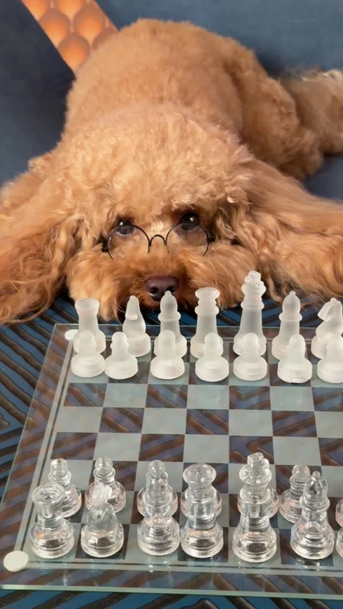 Dog playing chess, in chessboard on a table, with chessboard, white chess Stock Footage 343770779