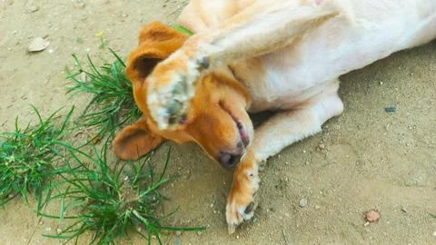 Dog playing in the dirt. Stock Photos