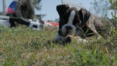 Dog playing with dried corn cob Video stock 85970663