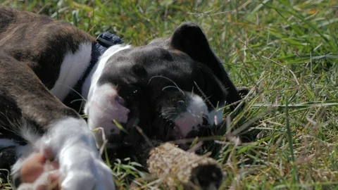 Dog playing with dried corn cob Video stock 85970724