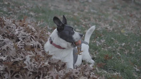 Dog playing in fall leaves Stock Footage 98139594