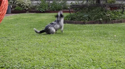 Dog Playing Fetch 2 Video stock 57312790