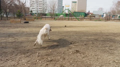 Dog Playing Fetch and Running in Park with Person During Outdoor Exercise Stock Footage 345852272