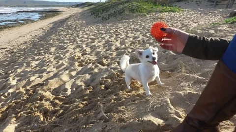 Dog playing fetch on beach Vidéo 104081167