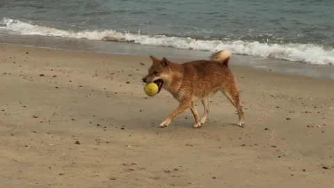 Dog playing fetch at the beach Stock Footage 258781160