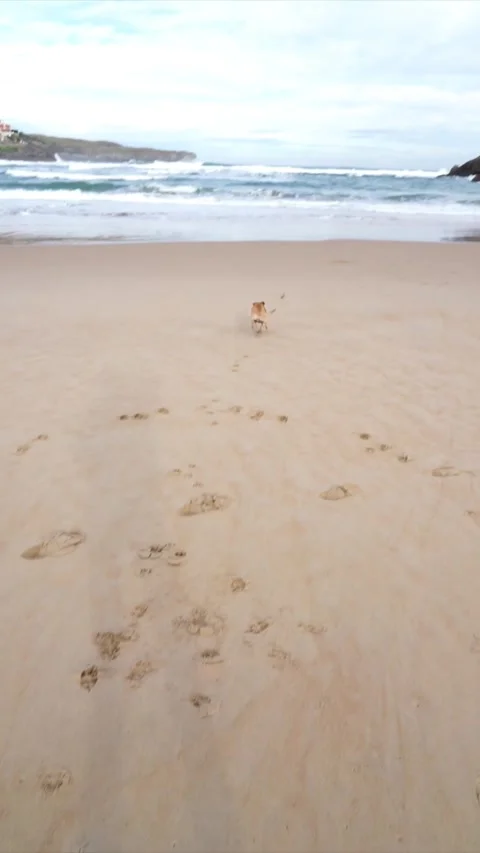 Dog playing fetch on the beach Stock Footage 261719471