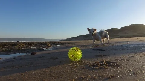 Dog playing fetch on beach pushing ball Stock Footage 104081045