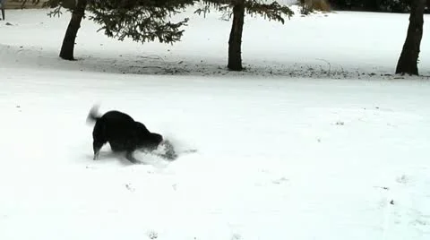 Dog playing fetch Видео 20495952