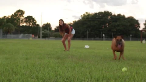 Dog playing fetch Video stock 41121497