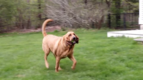 Dog Playing Fetch Stock Footage 130530675