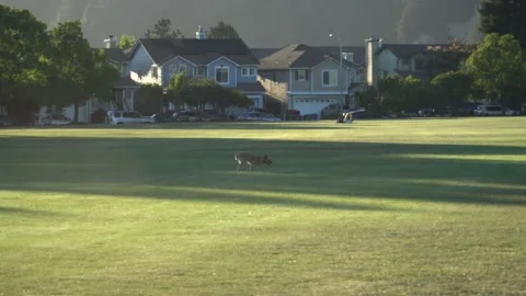 A dog playing Fetch. Vídeos de archivo 202197799