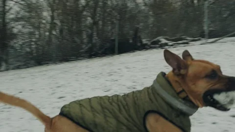 Dog playing fetch 库存影片 264096438