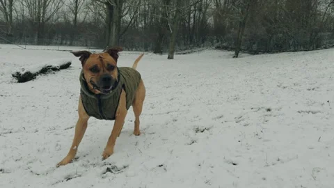 Dog playing fetch 库存影片 264096508