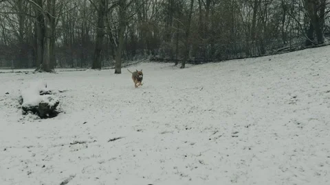 Dog playing fetch 库存影片 264096672