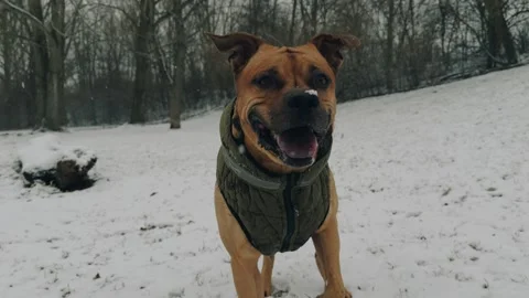 Dog playing fetch 库存影片 264096677