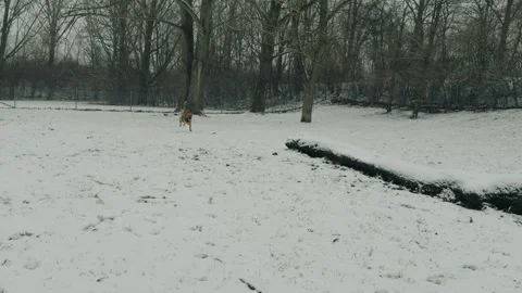 Dog playing fetch 库存影片 264097302