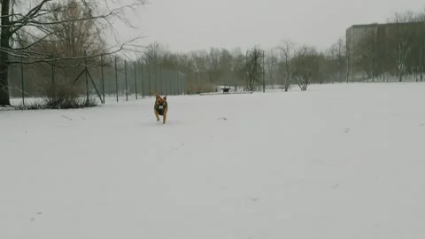 Dog playing fetch 库存影片 264097313