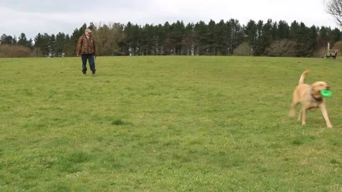 Dog playing fetch with his owner Vídeo Stock 150643001