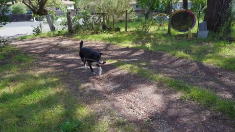 Dog PLaying Fetch With Owner Stock Footage 246461006
